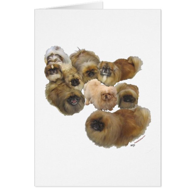 ペキニーズグループ (正面)