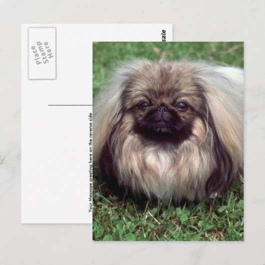 ペキネーゼ ポストカード (正面/裏面)