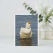 ペキンシェイク ポストカード (スタンド正面)