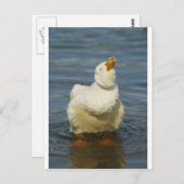 ペキンシェイク ポストカード (正面/裏面)