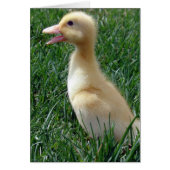 ペキンダクリング (正面)