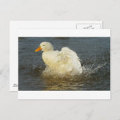 ペキンダックIV ポストカード (正面/裏面)