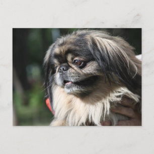 ペキン犬 ポストカード