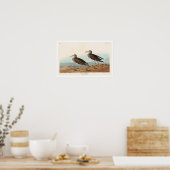 ペクトラル・サンドパイパー・バイ・オードボンポスター ポスター (キッチン)
