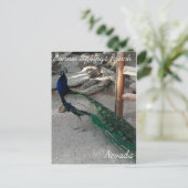 ペコックアットボニー春ネバダ – はがき (スタンド正面)