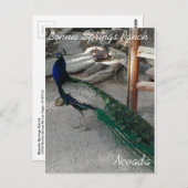 ペコックアットボニー春ネバダ – はがき (正面/裏面)