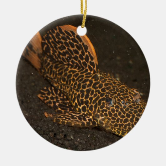 ペコルティア・コンプタ セラミックオーナメント (正面)