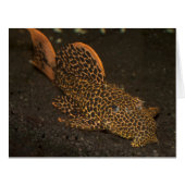 ペコロッティア集団 (正面横)