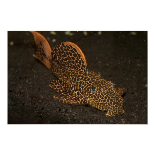 ペコロッティア集団 ポスター (正面)