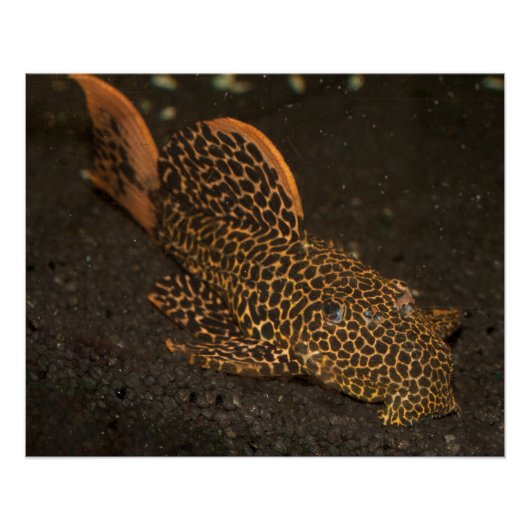 ペコロッティア集団 ポスター (正面)