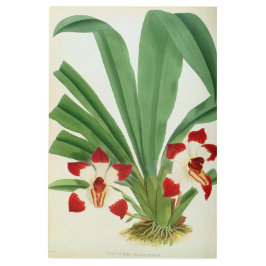 ペスカトーレクラボチュラムオーキッドリンデニアコレクション メタルプリント