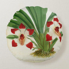 ペスカトーレクラボチュラムオーキッドリンデニアコレクション ラウンドクッション