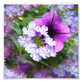 ペチュニアの紫と白のお花の写真プリント フォトプリント