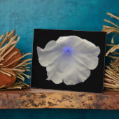 ペチュニアブルーグロープラーク フォトプラーク (側面)