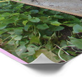 ペチュニアプチュニアスフローラフラワーガーデンポスター ポスター (角)