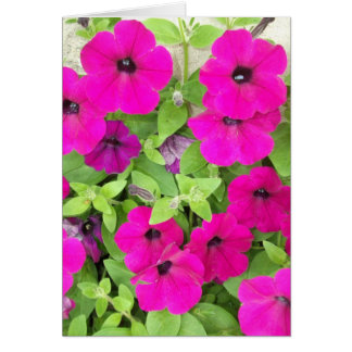 ペチュニア