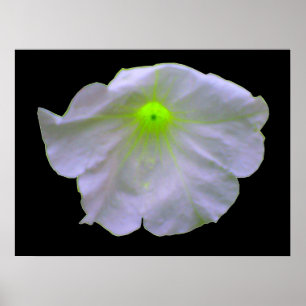 ペチュニア・グリーン・グロー・ポスター ポスター