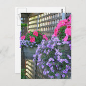 ペチュニア・バコパ葉書 ポストカード (正面/裏面)