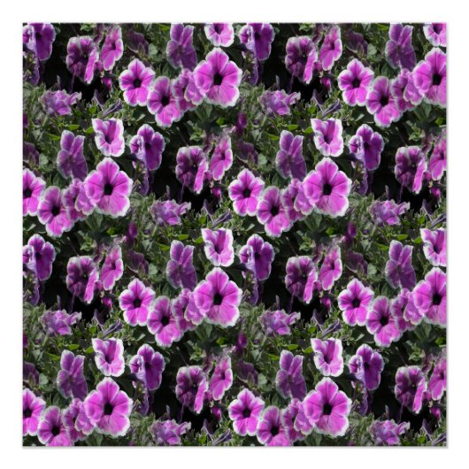 ペチュニア・ランド… ポスター (正面)