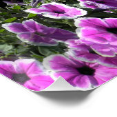 ペチュニア・ランド… ポスター (コーナー)