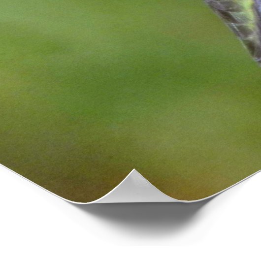 ペチュニアPiとルビーの喉を通したハミングバード(メス) ポスター (角)