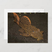 ペッコルティア ポストカード (正面/裏面)