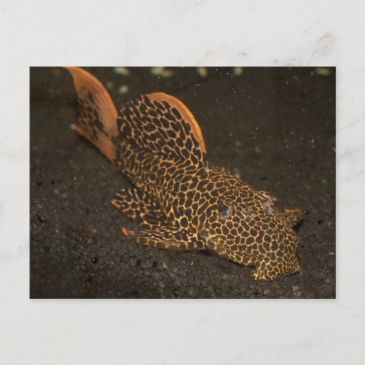 ペッコルティア ポストカード (正面)