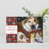 ペットいけなまたは素敵なスノーフレークの格子模様3枚の写真 シーズンカード (スタンド正面)