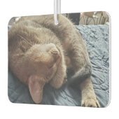 ペットお気に入りのの写真を追加 カーエアーフレッシュナー (左)