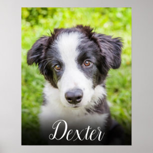 ペットお気に入りのの写真 ポスター