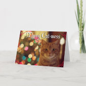 ペットと一緒にクリスマス メリー・キャット・メス シーズンカード (正面)