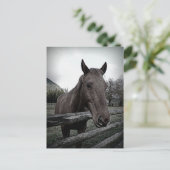 ペットにして下さい！優しい馬 ポストカード (スタンド正面)