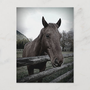 ペットにして下さい！優しい馬 ポストカード