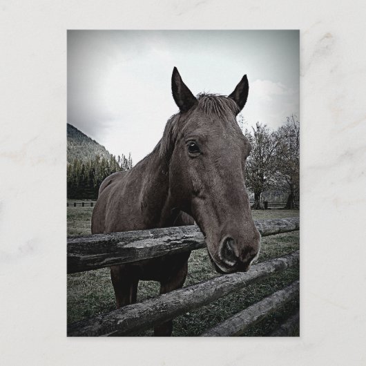 ペットにして下さい！優しい馬 ポストカード (正面)