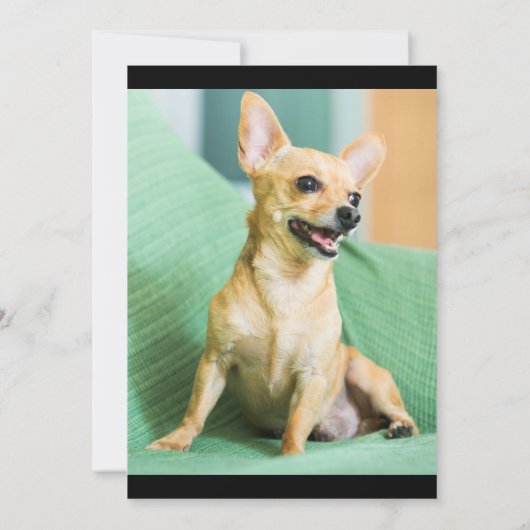 ペットのアナウンスファーベビー写真コラージュ 案内状 (裏面)