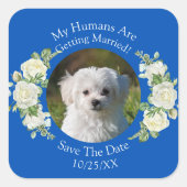 ペットの写真を投稿しよう！ Cobalt Blue & White スクエアシール (正面)