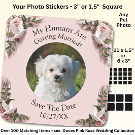 ペットの写真を投稿しよう！ Save The Date、ピンクのバラとハト スクエアシール