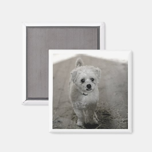 ペットの写真タイムレスキープソークドッグ母パパおもしろい マグネット (正面/裏面)