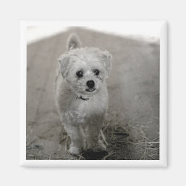 ペットの写真タイムレスキープソークドッグ母パパおもしろい マグネット