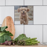 ペットの写真 |かわいい可愛い犬のアップロード タイル<br><div class="desc">写真カスタムデザイン自分のテンプレートを含むお気に入りのあなたの犬、猫、ペット、ベビー、子供、家族や友人の写真!テンプレートをパーソナライズする簡単。画像と一緒にデザインの一種を作る。愛する人への完璧な贈り物!表示される画像はイラストレーション目的のためにのみ自分の写真に置き換えられる。正面の画像はゴージャスな赤毛のプードルクロスの子犬。</div>