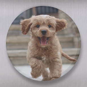 ペットの写真 かわいい可愛い犬のアップロード マグネット