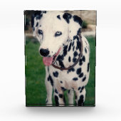 ペットの友達が自分のイメージをアップカスタムアップする犬の猫 フォトブロック (正面)