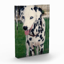 ペットの友達が自分のイメージをアップカスタムアップする犬の猫 フォトブロック