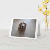 ペットの同情カード カード (黄色い花)