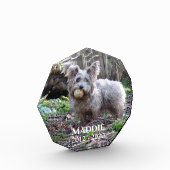 ペットの記念撮影の名前と日付 フォトブロック (左)