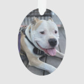 ペットの追悼　哀悼の言葉　写真の記念品 オーナメント (裏面)