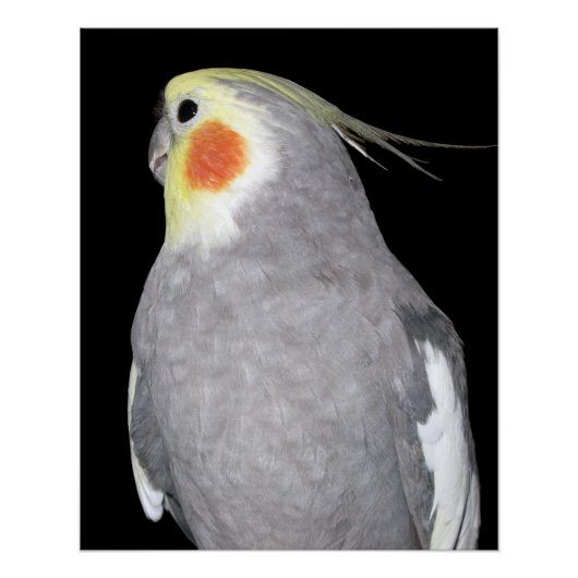 ペットの鳥のコックティエル写真 ポスター (正面)