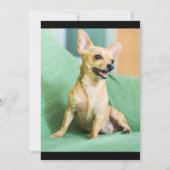 ペットアナウンスファーベビーモダン写真集 案内状 (裏面)