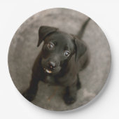 ペットカスタムの写真 ペーパープレート (正面)