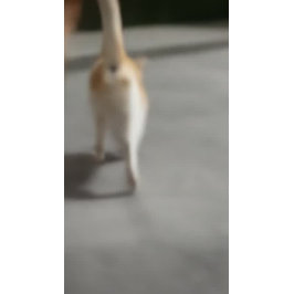 ペットケア着座入浴グルーミングサロン食品店 チラシ